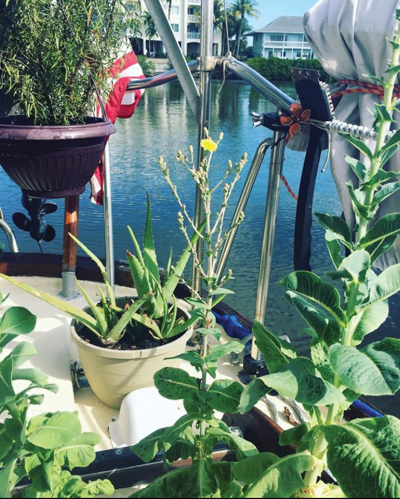 herb garden on a sailboat